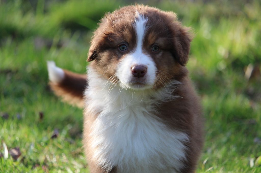 du bois de Mirapied - Chiot disponible  - Berger Australien