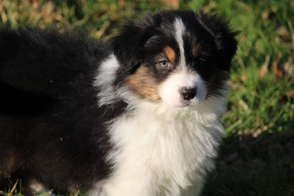 du bois de Mirapied - Chiot disponible  - Berger Australien