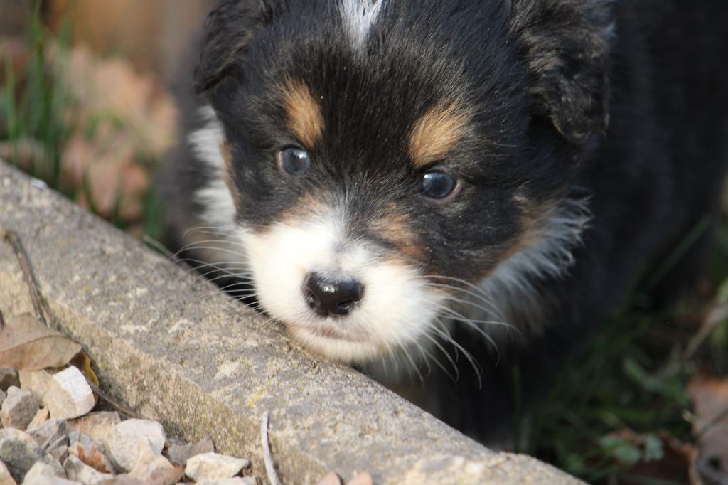 du bois de Mirapied - Chiot disponible  - Berger Australien