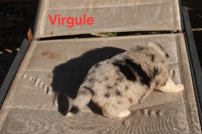 VIRGULE