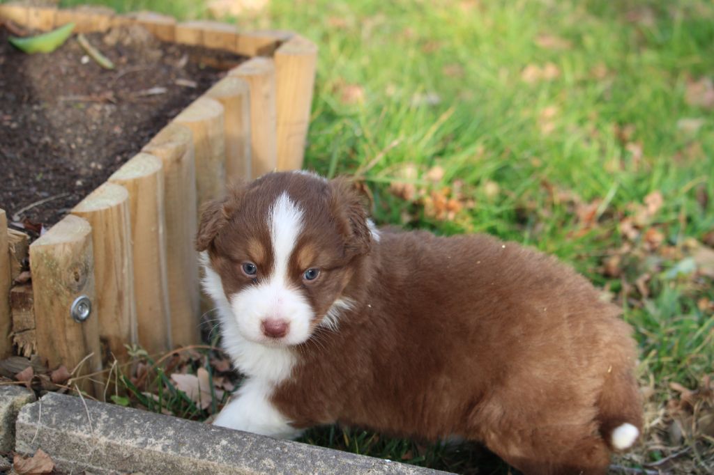 du bois de Mirapied - Chiot disponible  - Berger Australien