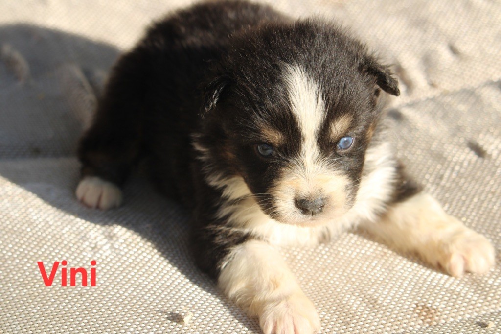 du bois de Mirapied - Chiot disponible  - Berger Australien