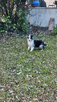 du bois de Mirapied - Chiot disponible  - Berger Australien