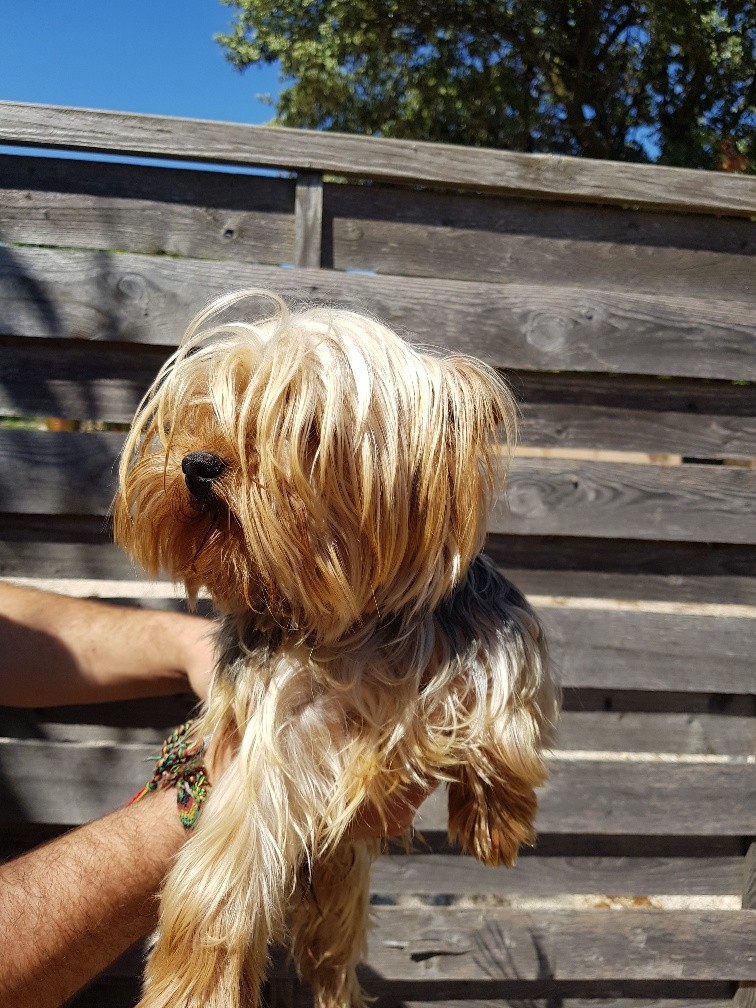 El fonzy of Meadow Cottage