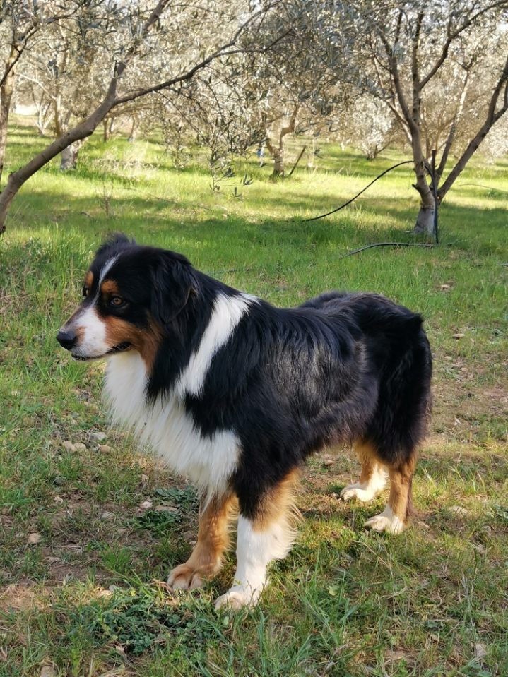 No way jose (dit nashville) Of Baiwells Royal Aussies