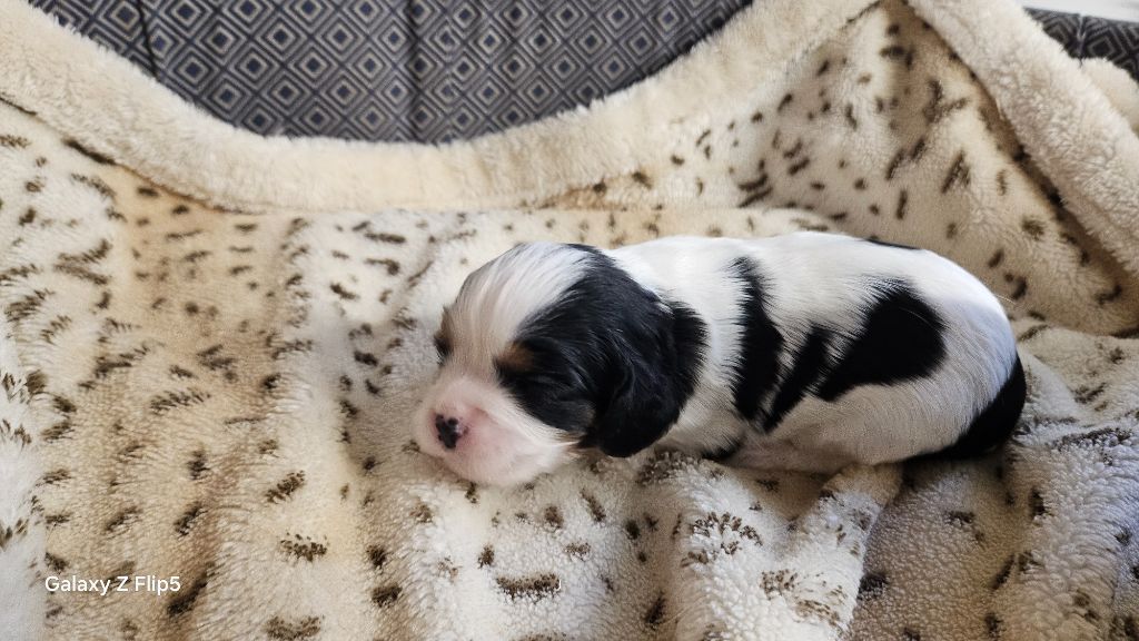 du bois de Mirapied - Chiots disponibles - Cavalier King Charles Spaniel