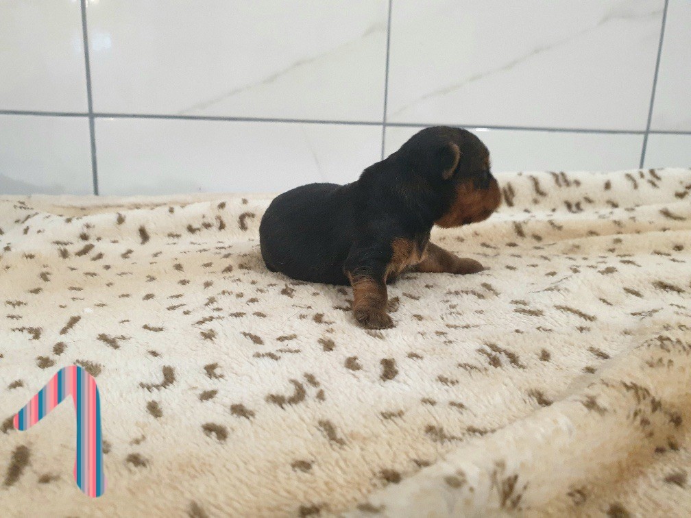 CHIOT