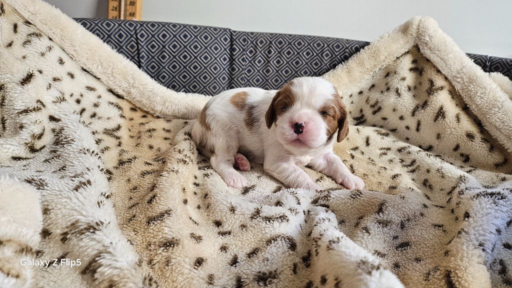 du bois de Mirapied - Chiots disponibles - Cavalier King Charles Spaniel