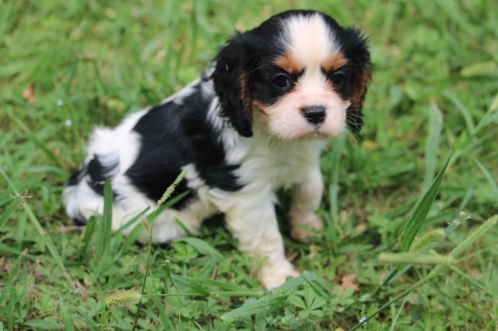 du bois de Mirapied - Chiots disponibles - Cavalier King Charles Spaniel