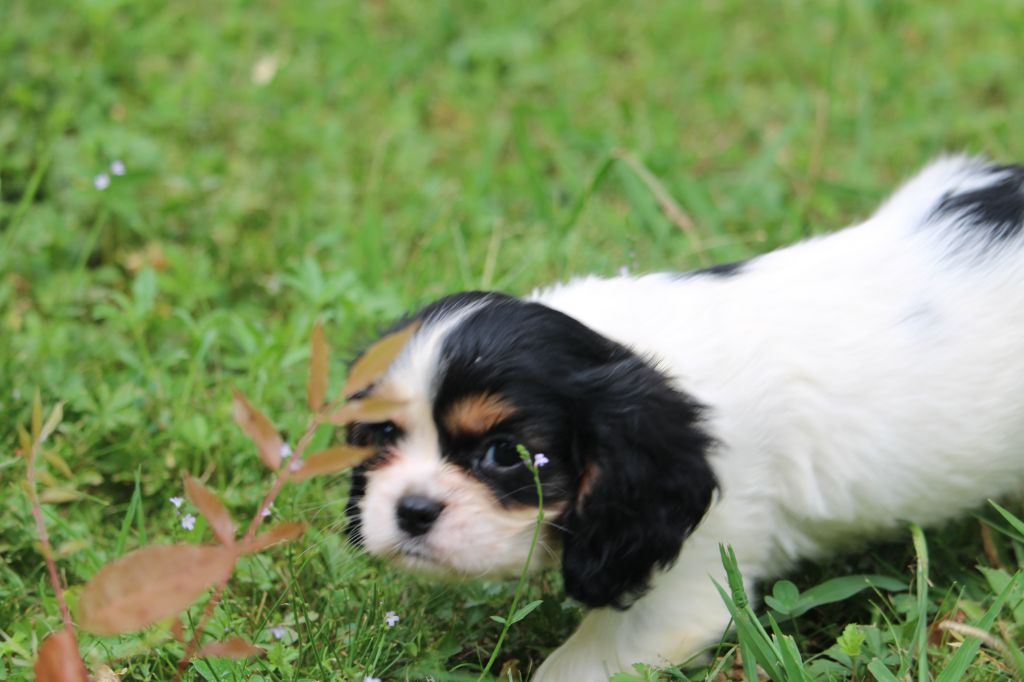 du bois de Mirapied - Chiots disponibles - Cavalier King Charles Spaniel