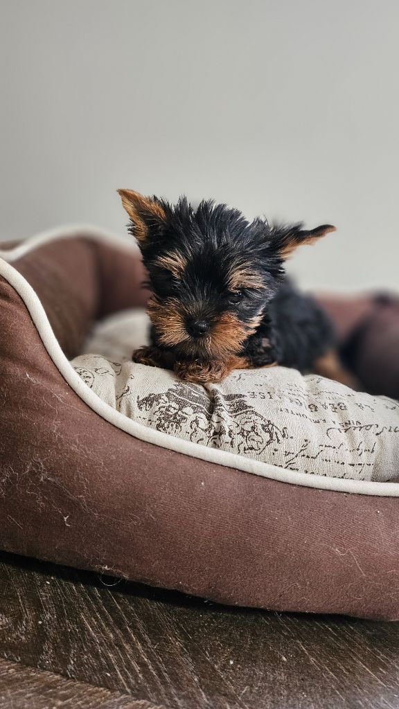 du bois de Mirapied - Chiots disponibles - Yorkshire Terrier