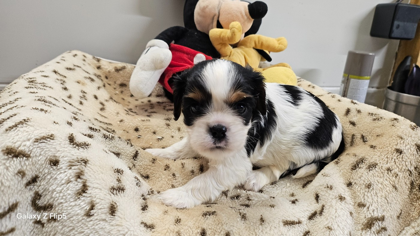 du bois de Mirapied - Cavalier King Charles Spaniel - Portée née le 03/11/2025