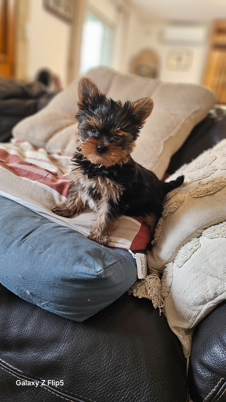 du bois de Mirapied - Chiots disponibles - Yorkshire Terrier