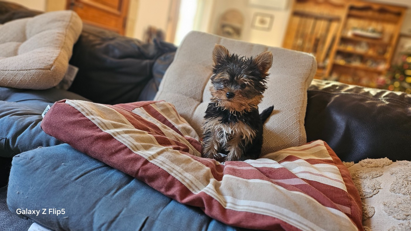 du bois de Mirapied - Chiots disponibles - Yorkshire Terrier