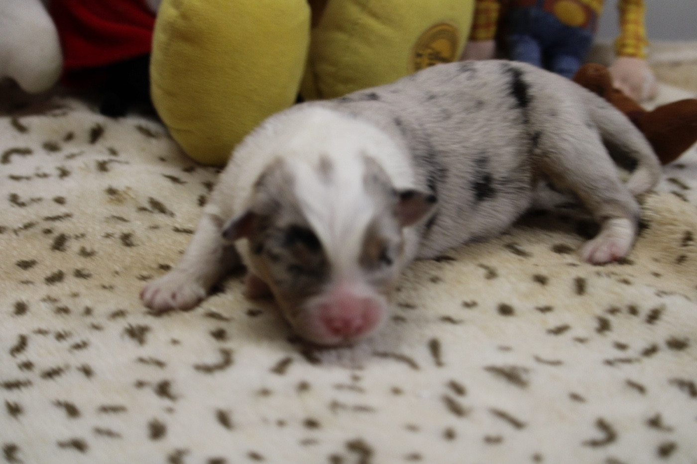 du bois de Mirapied - Berger Australien - Portée née le 13/01/2026