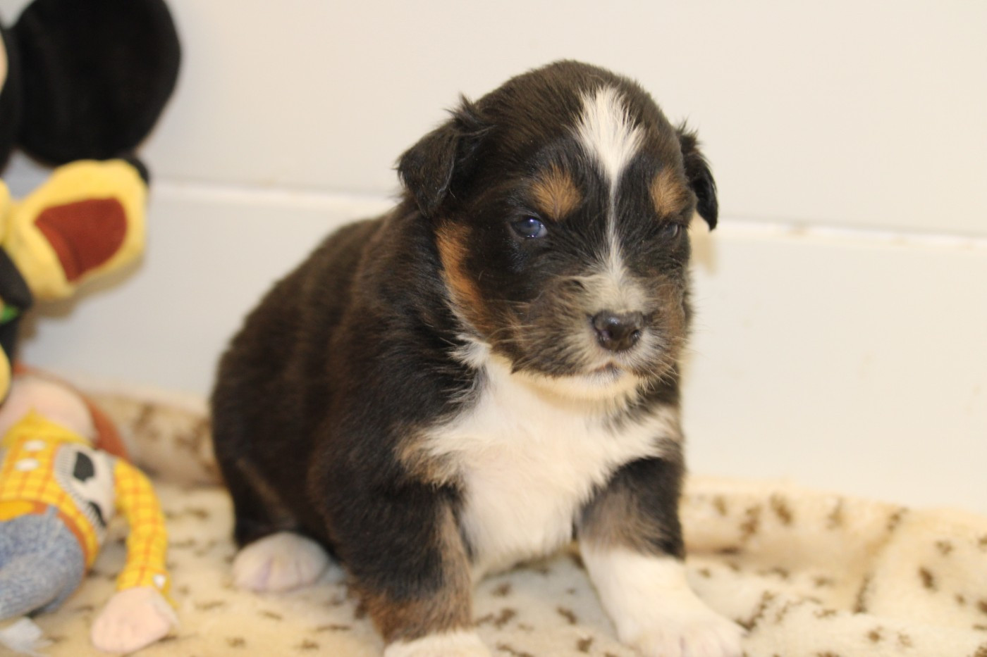 du bois de Mirapied - Chiots disponibles - Berger Australien