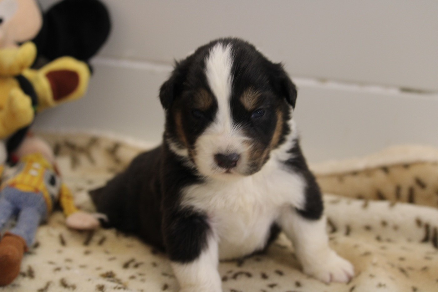 du bois de Mirapied - Chiots disponibles - Berger Australien
