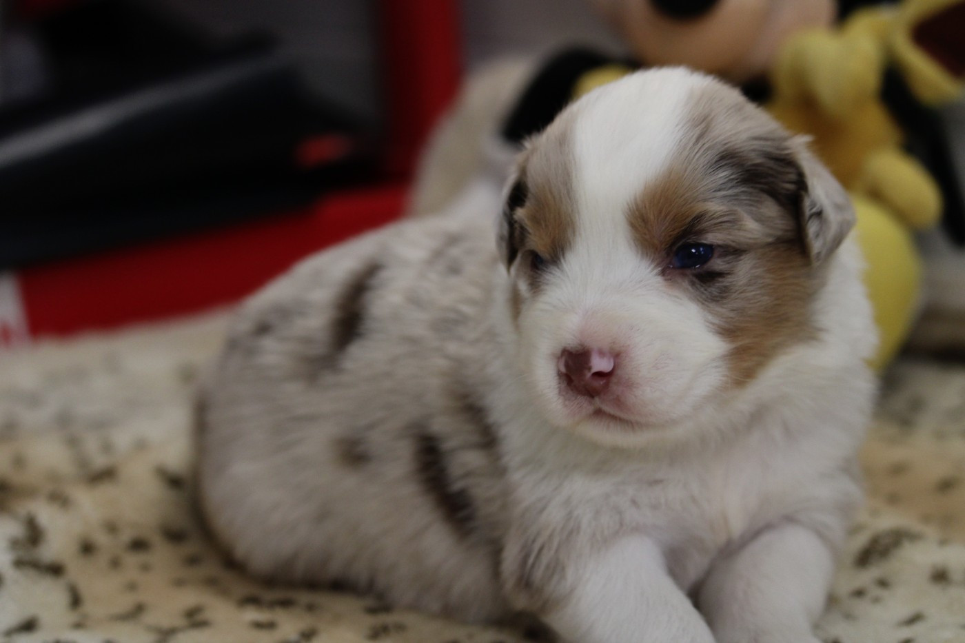 du bois de Mirapied - Chiots disponibles - Berger Australien