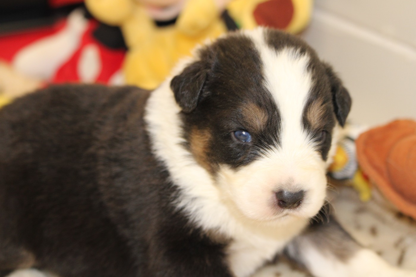 du bois de Mirapied - Chiots disponibles - Berger Australien