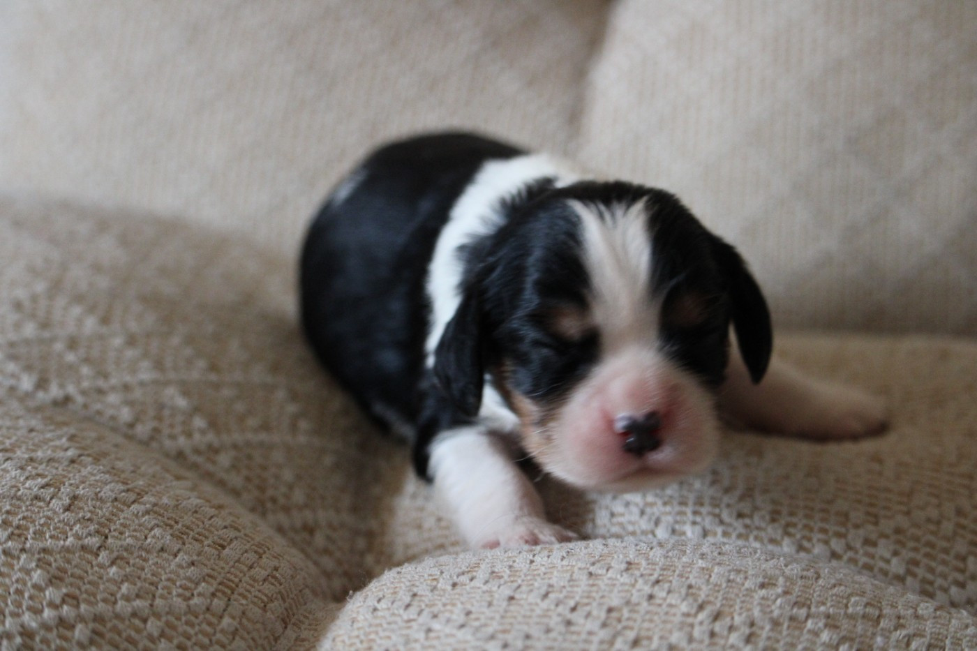 du bois de Mirapied - Chiots disponibles - Cavalier King Charles Spaniel