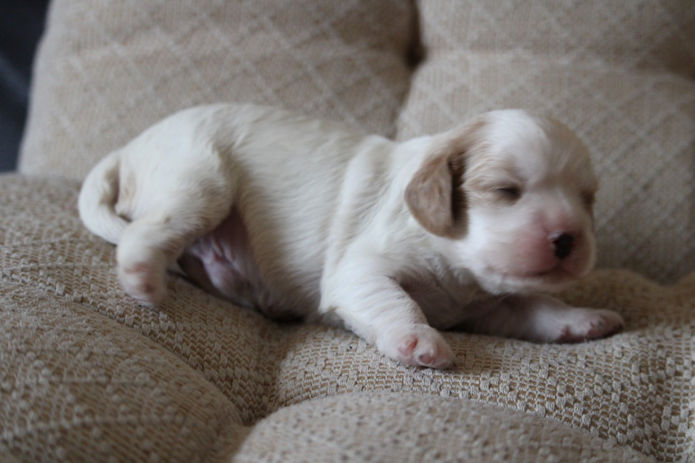 du bois de Mirapied - Chiots disponibles - Cavalier King Charles Spaniel