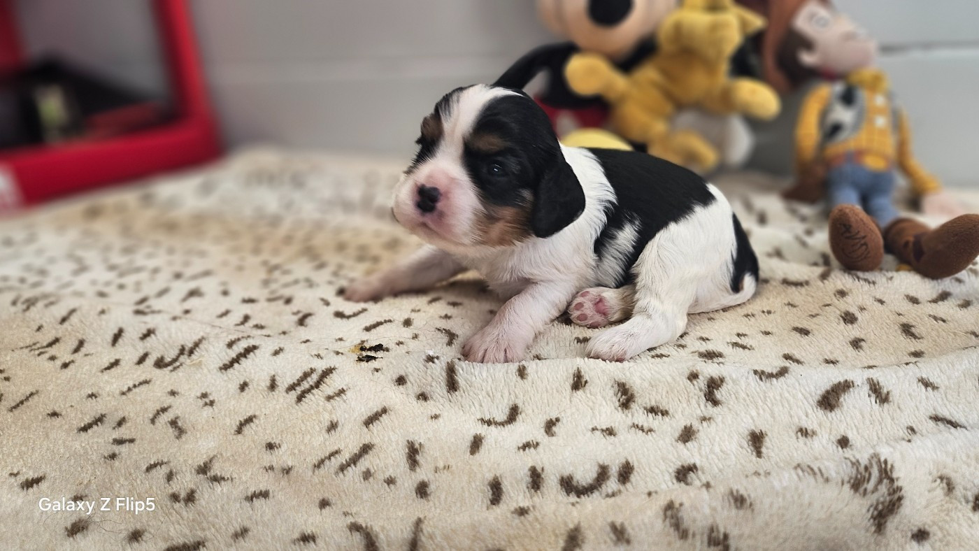 du bois de Mirapied - Cavalier King Charles Spaniel - Portée née le 20/01/2026