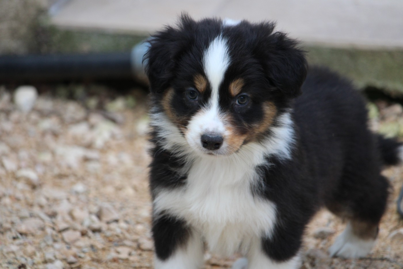 du bois de Mirapied - Chiots disponibles - Berger Australien