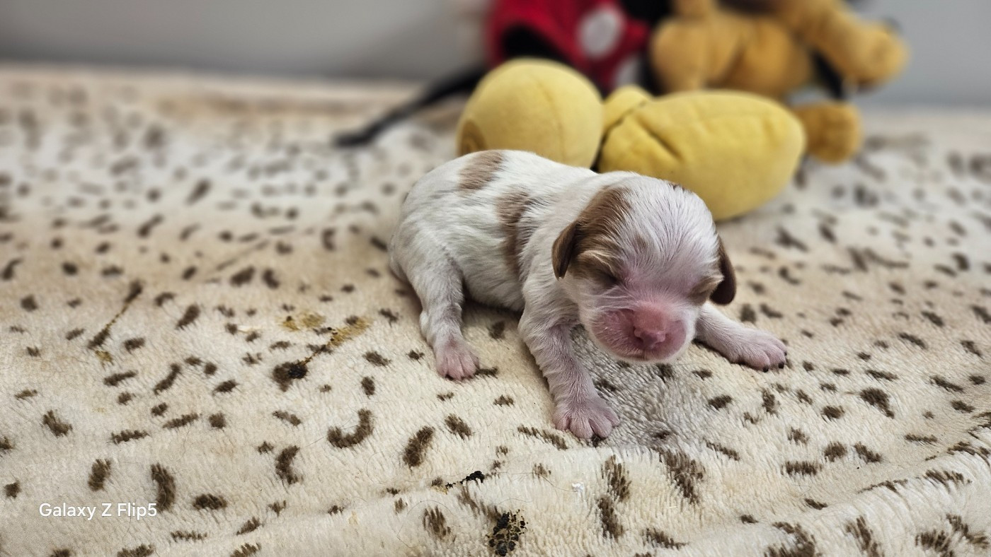 du bois de Mirapied - Chiots disponibles - Cavalier King Charles Spaniel