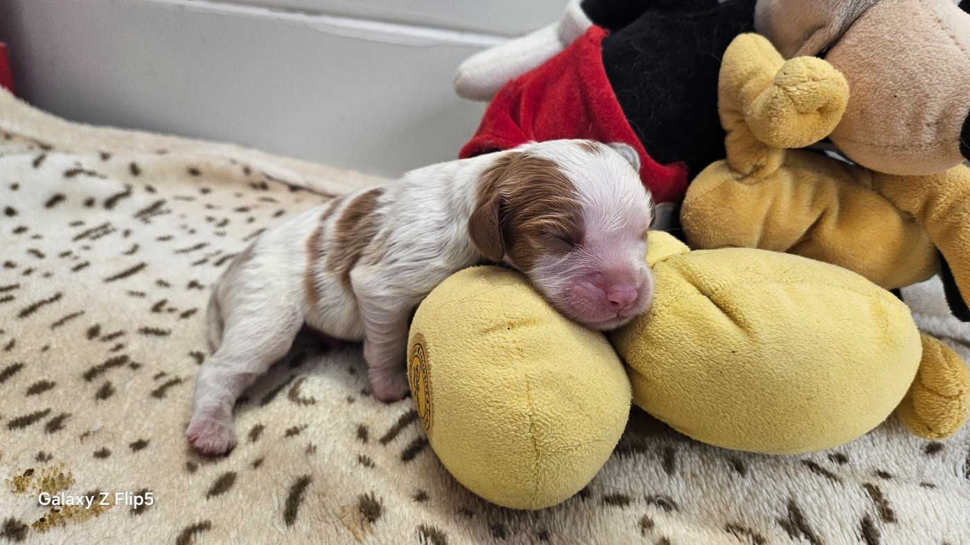 du bois de Mirapied - Chiots disponibles - Cavalier King Charles Spaniel