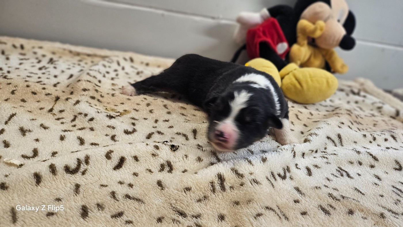 du bois de Mirapied - Chiots disponibles - Berger Australien