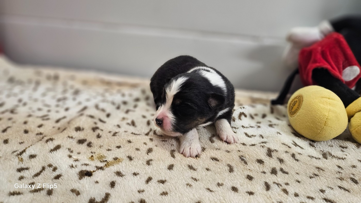 du bois de Mirapied - Chiots disponibles - Berger Australien