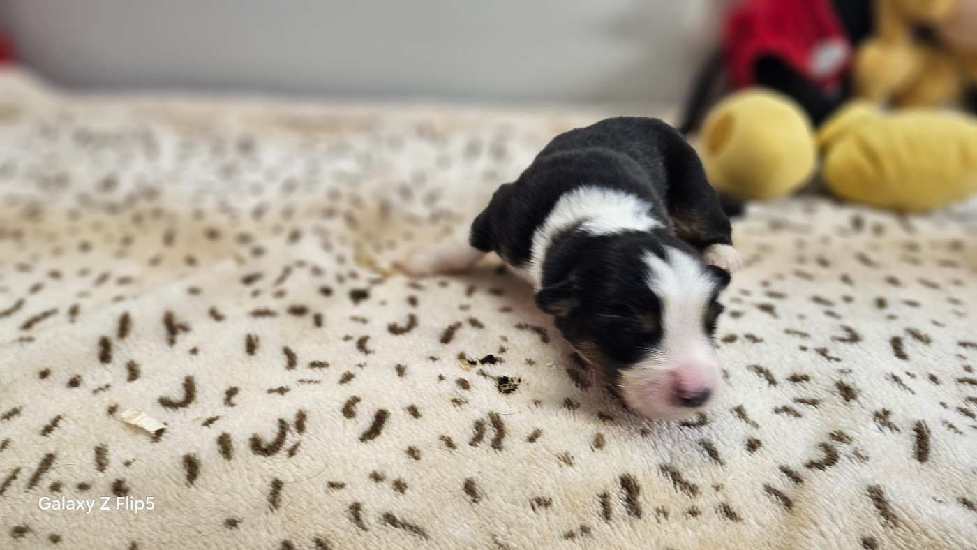 du bois de Mirapied - Chiots disponibles - Berger Australien