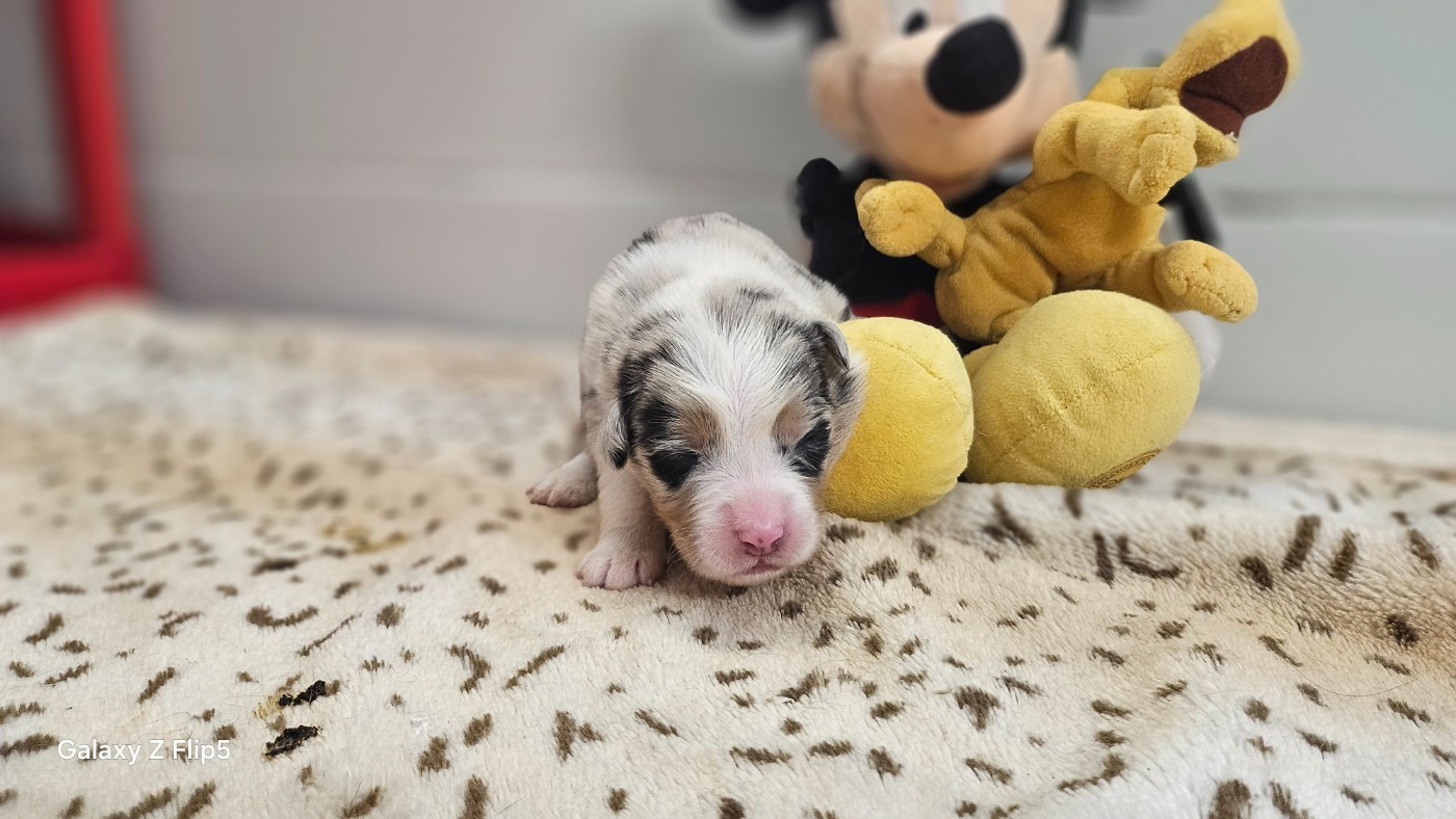 du bois de Mirapied - Chiots disponibles - Berger Australien