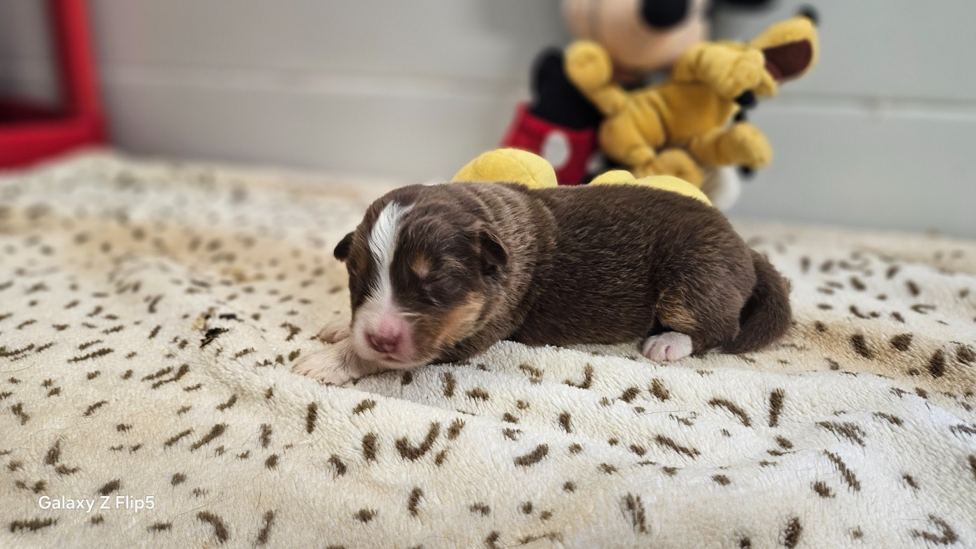 du bois de Mirapied - Chiots disponibles - Berger Australien