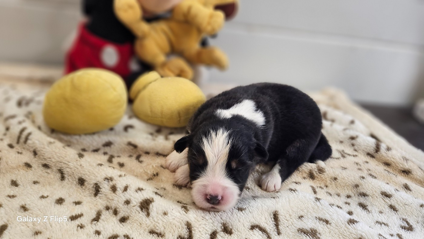 du bois de Mirapied - Chiots disponibles - Berger Australien