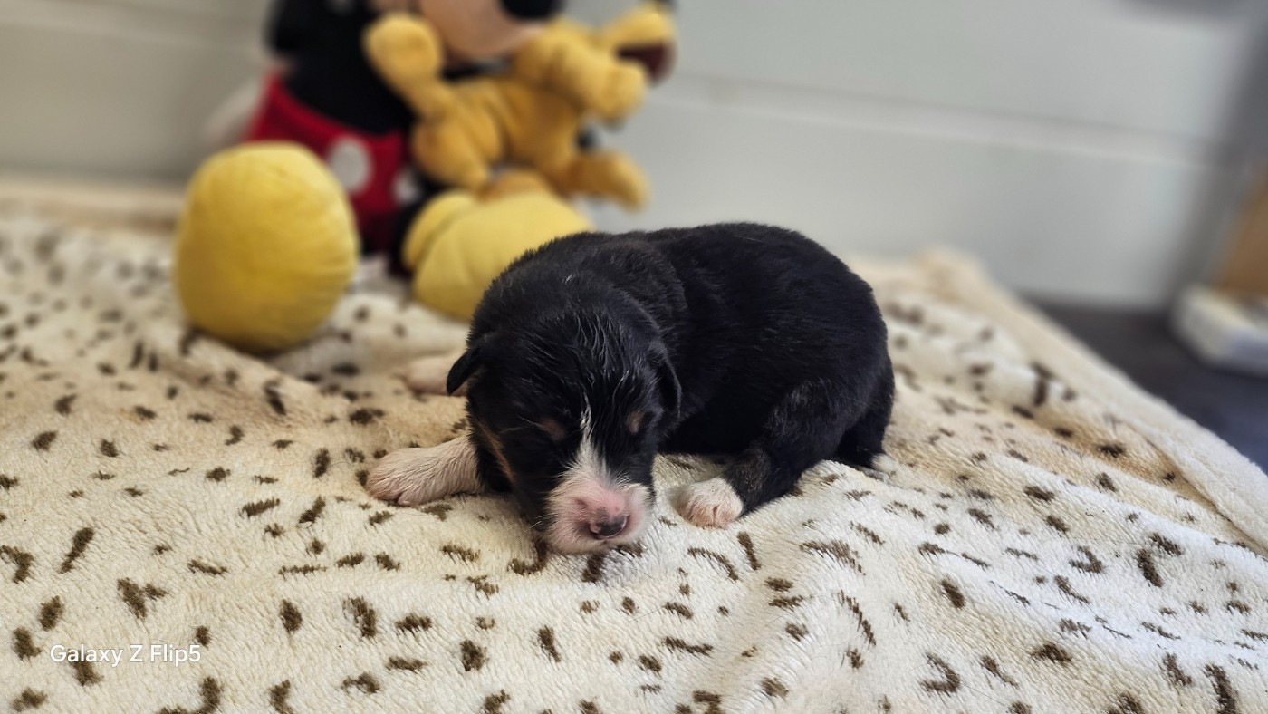 du bois de Mirapied - Chiots disponibles - Berger Australien