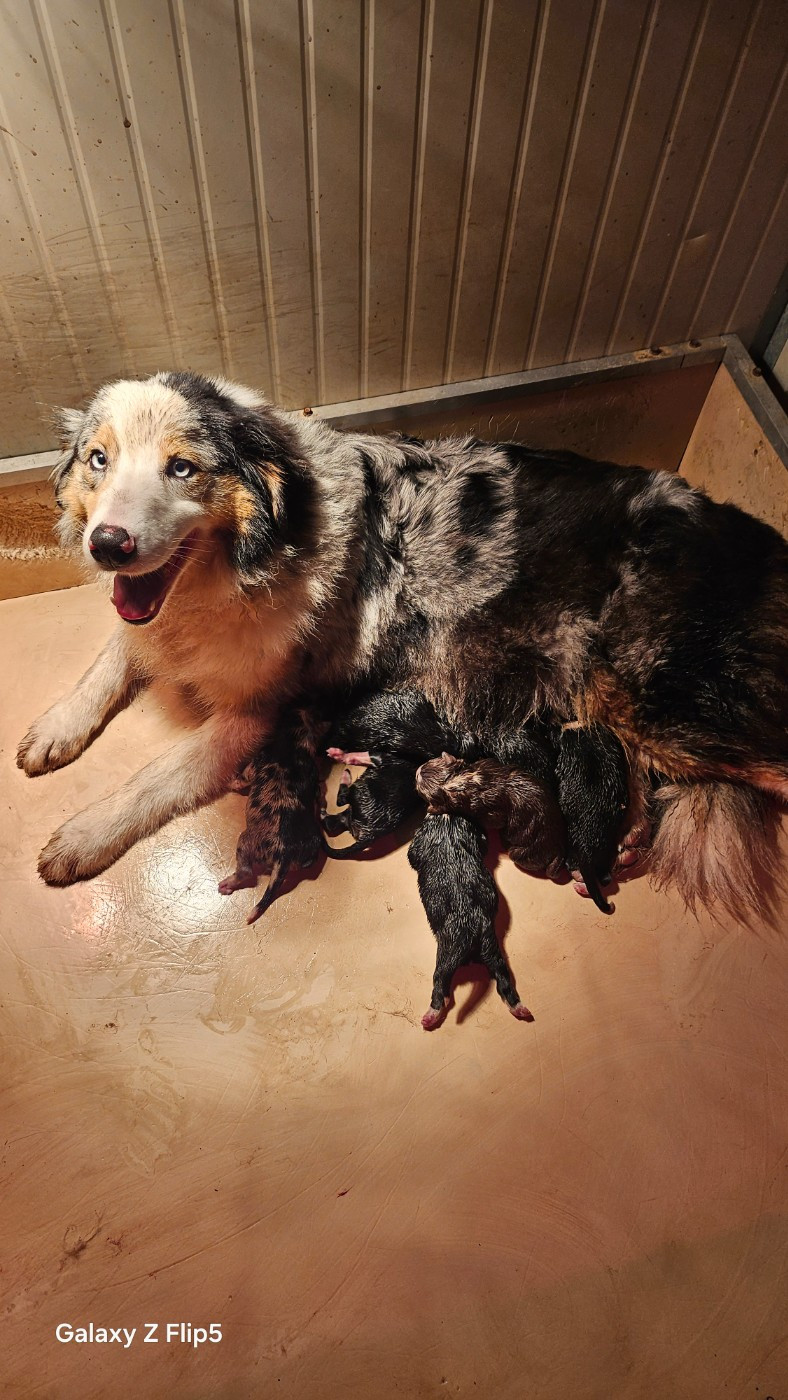 Chiot Berger Australien du bois de Mirapied