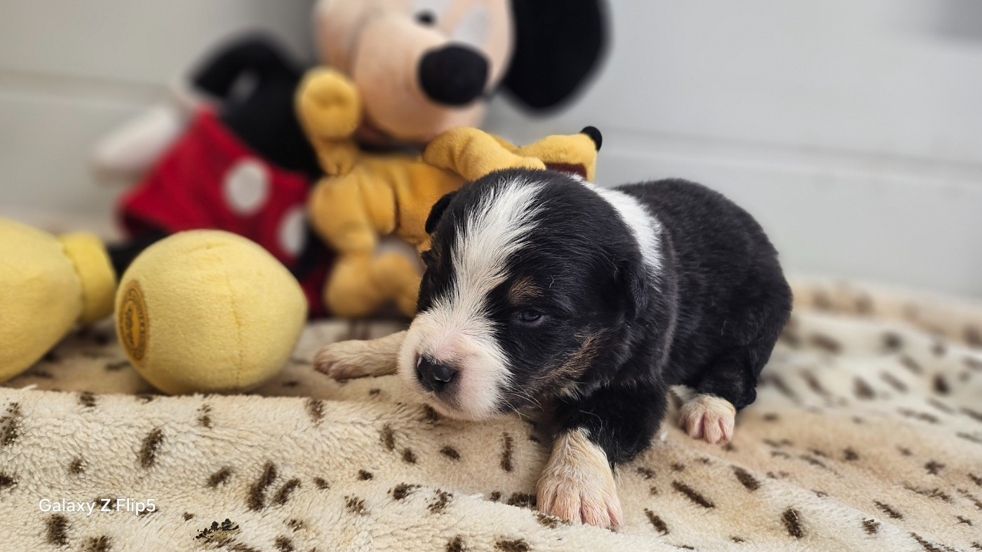 du bois de Mirapied - Chiots disponibles - Berger Australien