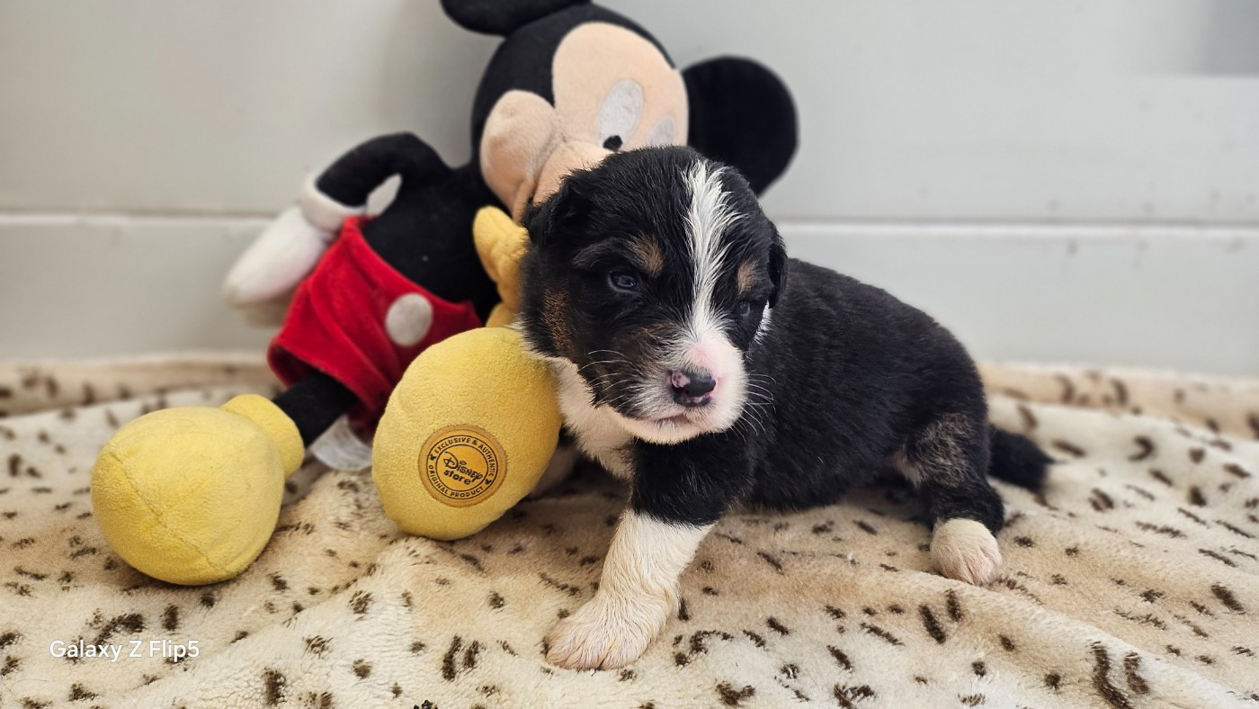 du bois de Mirapied - Chiots disponibles - Berger Australien