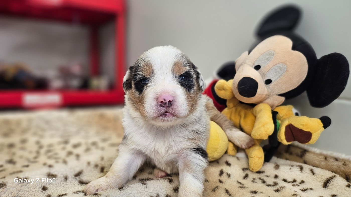 du bois de Mirapied - Chiots disponibles - Berger Australien