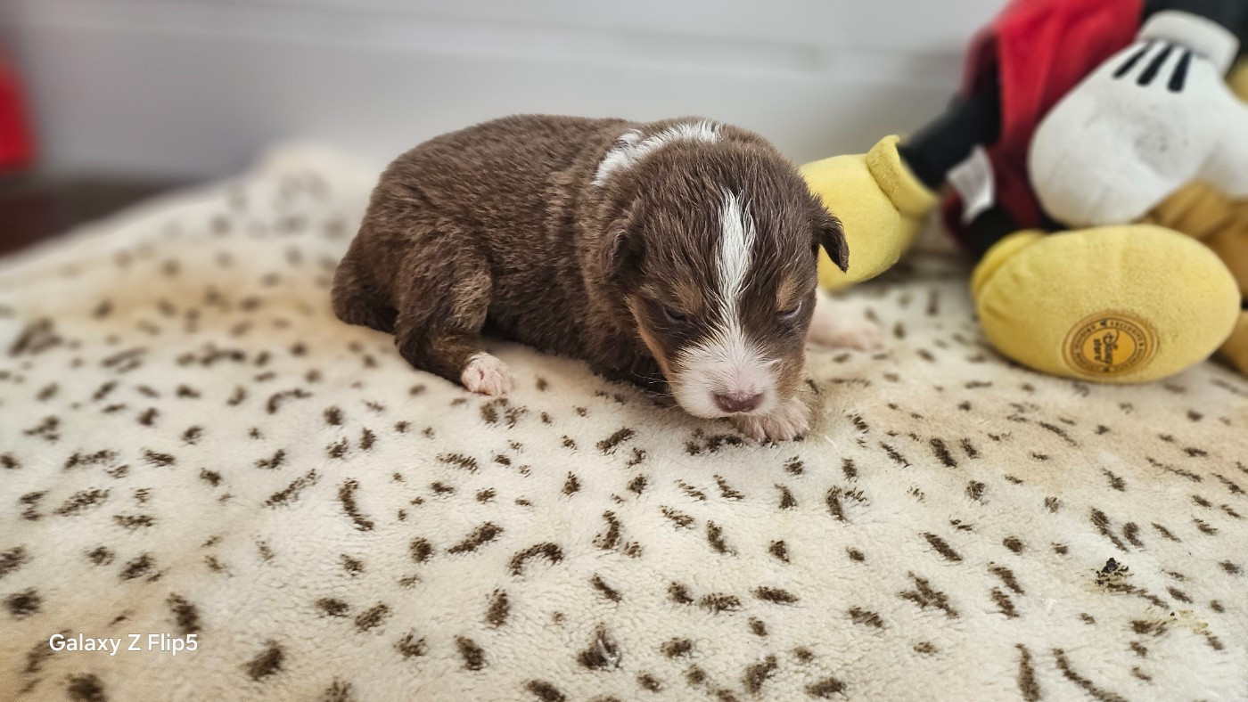 du bois de Mirapied - Chiots disponibles - Berger Australien