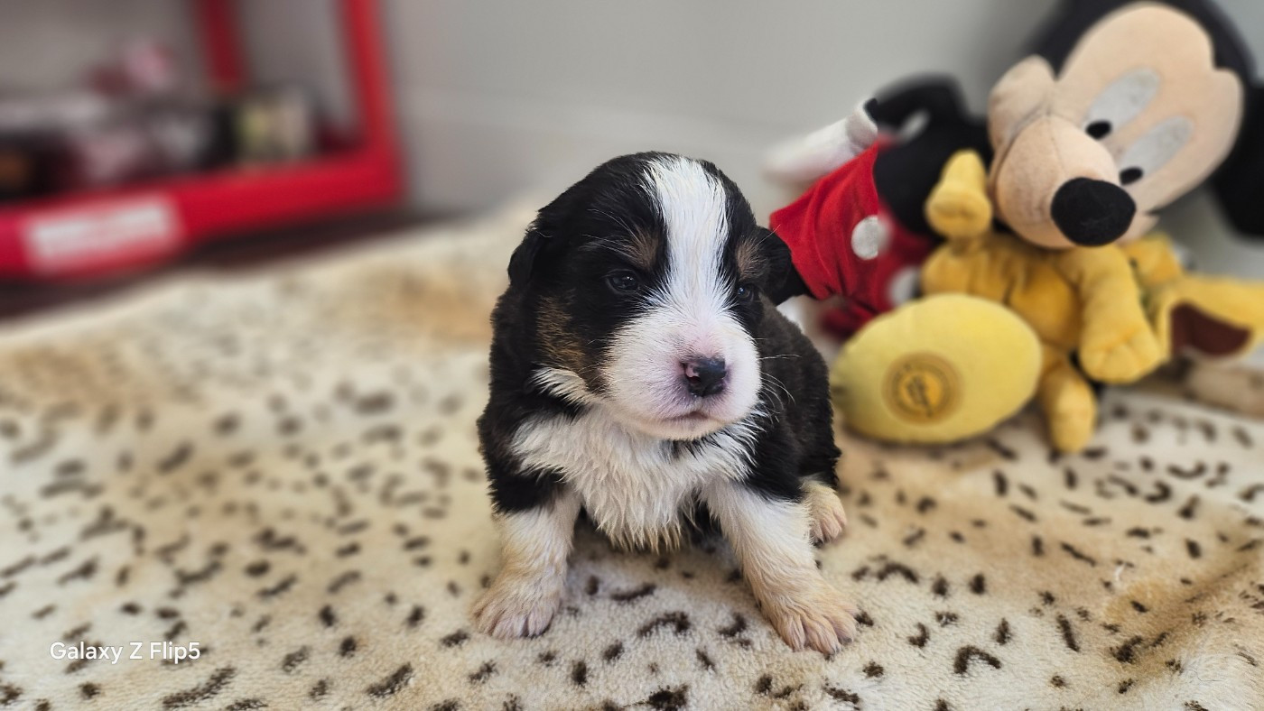 du bois de Mirapied - Chiots disponibles - Berger Australien