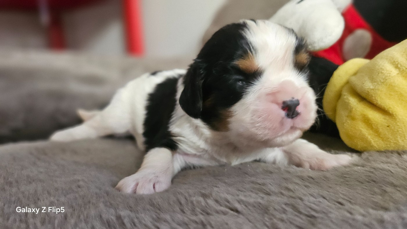 du bois de Mirapied - Chiots disponibles - Cavalier King Charles Spaniel