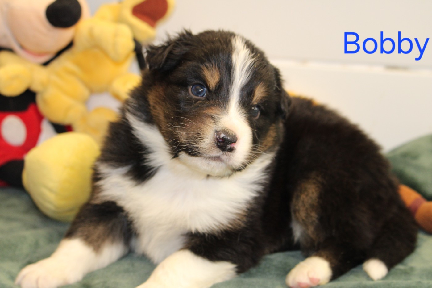 du bois de Mirapied - Chiots disponibles - Berger Australien