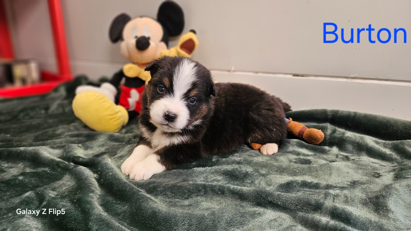 du bois de Mirapied - Chiots disponibles - Berger Australien