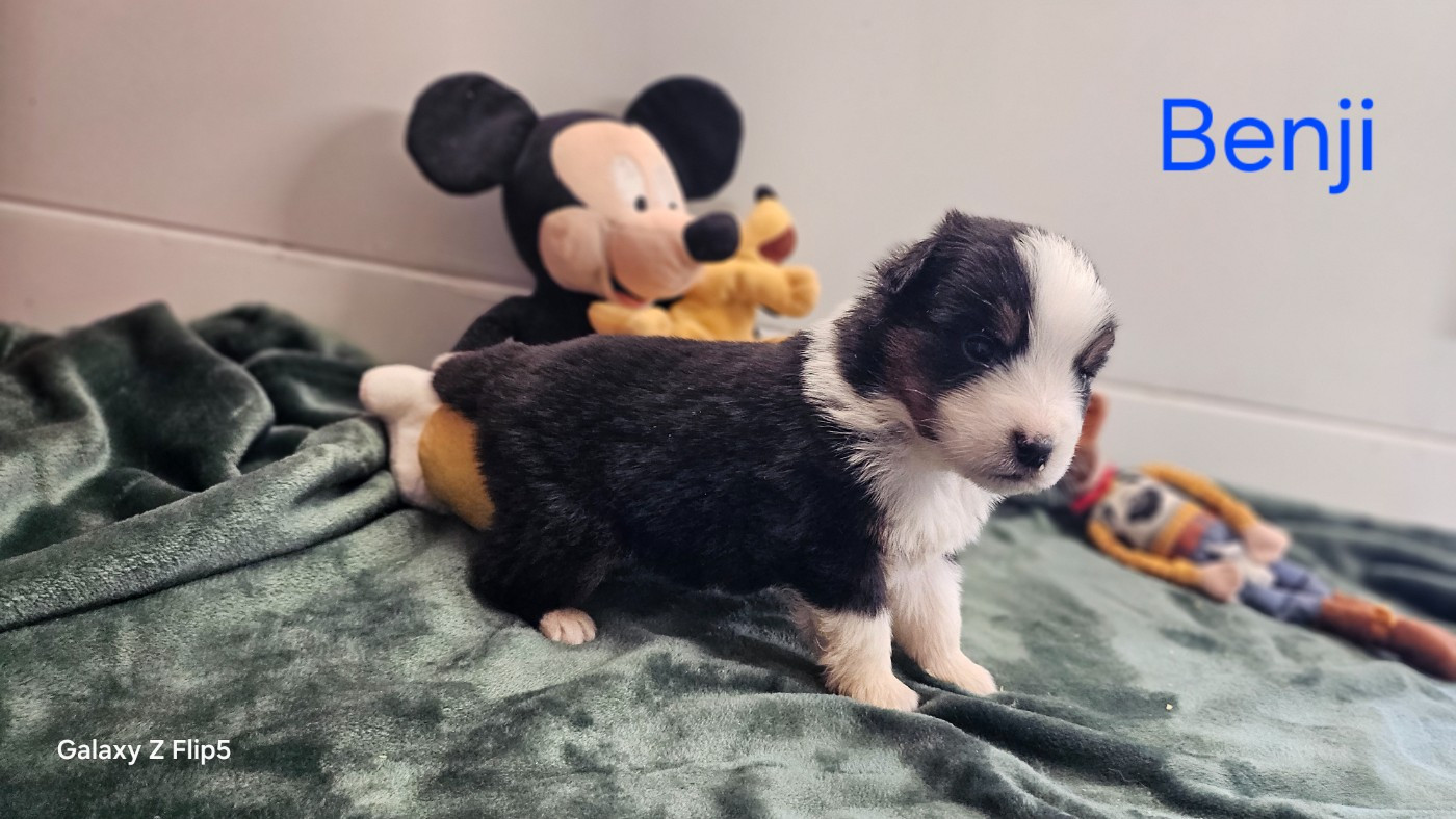 du bois de Mirapied - Chiots disponibles - Berger Australien