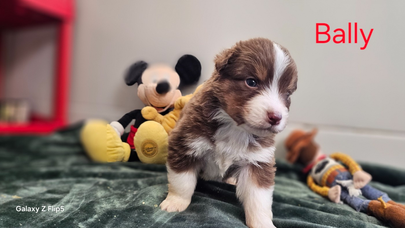 du bois de Mirapied - Chiots disponibles - Berger Australien