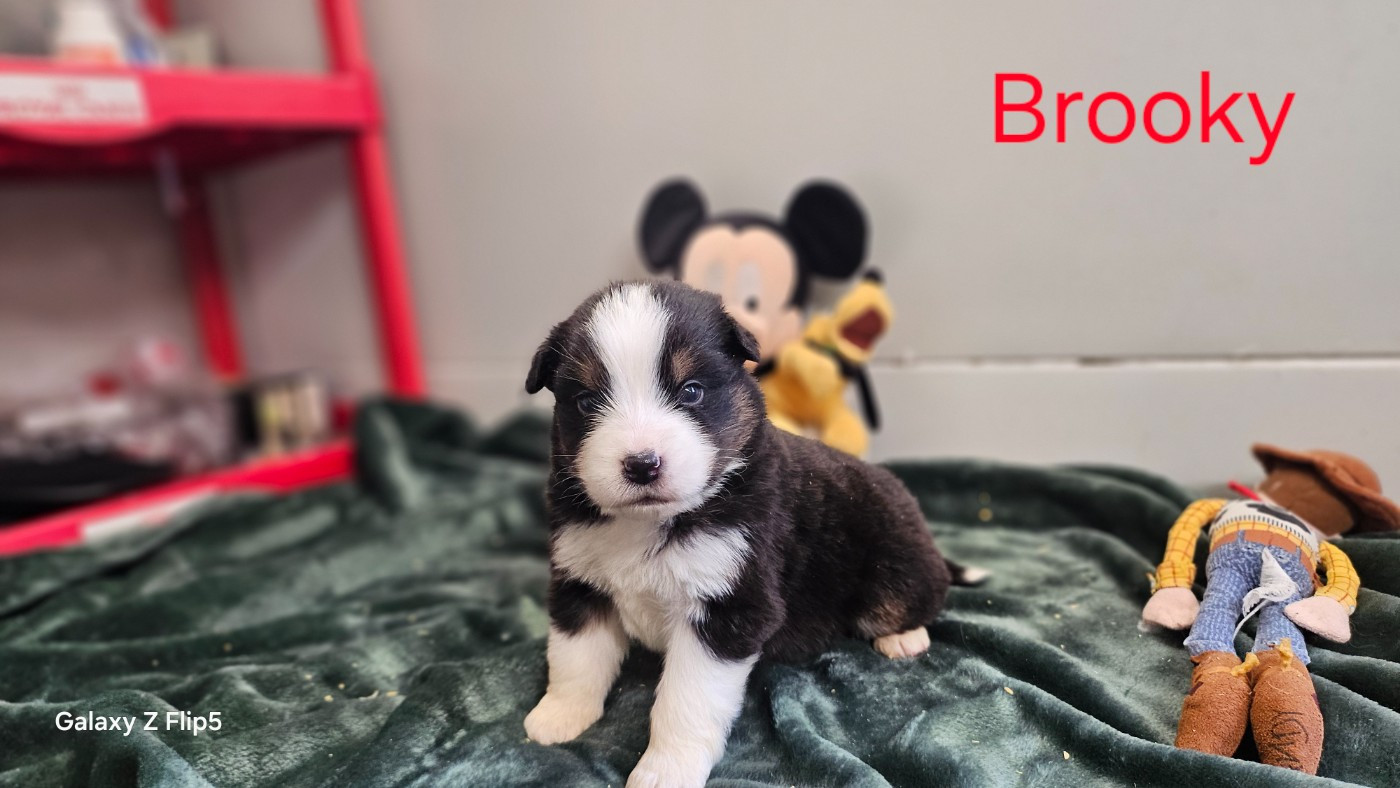 du bois de Mirapied - Chiots disponibles - Berger Australien