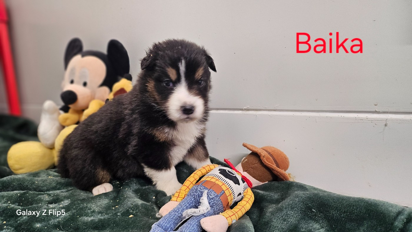 du bois de Mirapied - Chiots disponibles - Berger Australien