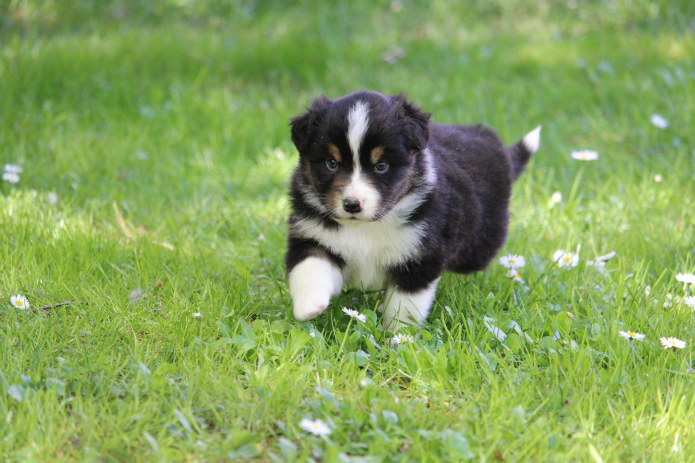 du bois de Mirapied - Chiots disponibles - Berger Australien